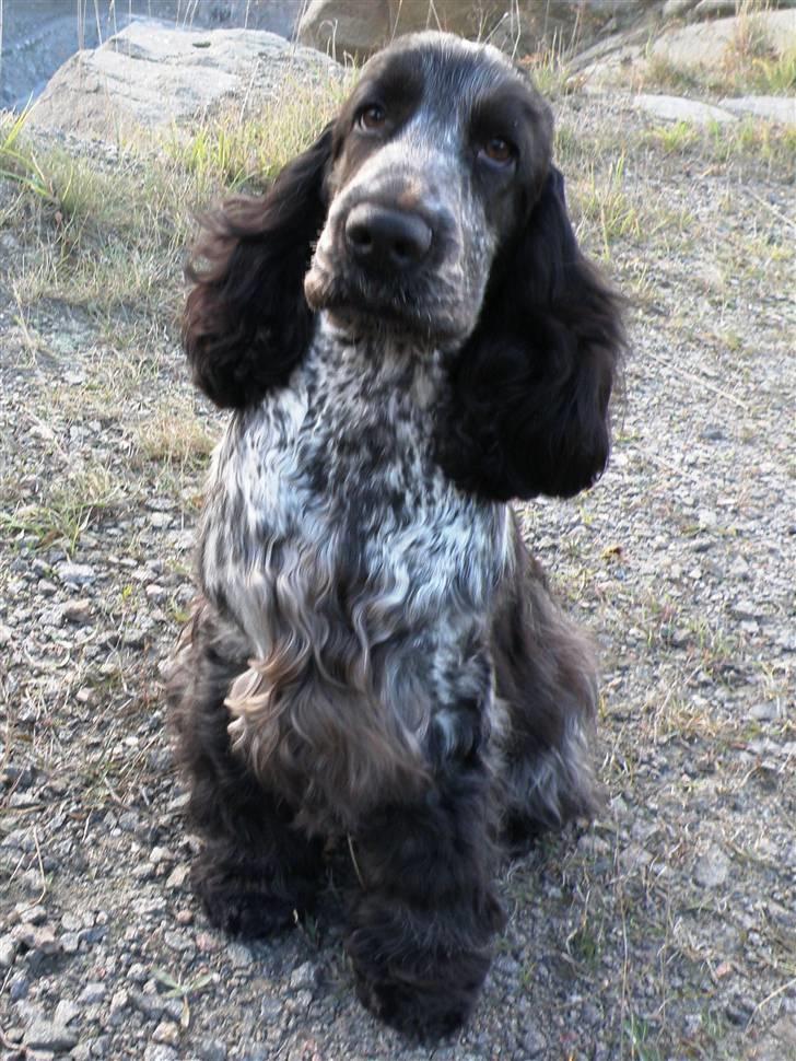 Cocker spaniel Dylan-Dan-L's Black Money - Dylan 10 mrd. på ferie på bornholm. billede 4