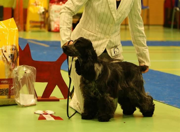 Cocker spaniel Dylan-Dan-L's Black Money - Dylan BIS 2 på billund skuet - 9 mrd på dagen. billede 5