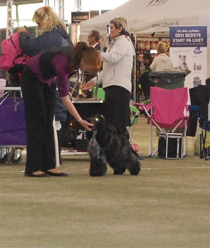 Cocker spaniel Dylan-Dan-L's Black Money - BOB puppy i brøndby billede 6