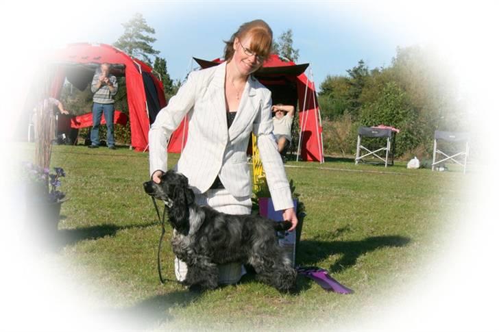 Cocker spaniel Dylan-Dan-L's Black Money - Dylan 7 mrd. BIS 3 hvalp på Goldcup. billede 7