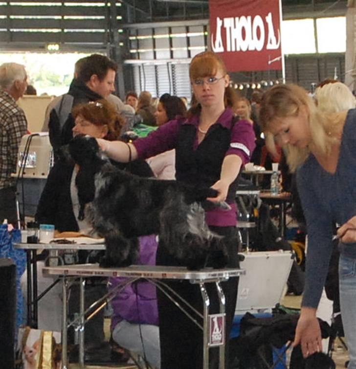 Cocker spaniel Dylan-Dan-L's Black Money - BOB puppy i brøndby billede 8