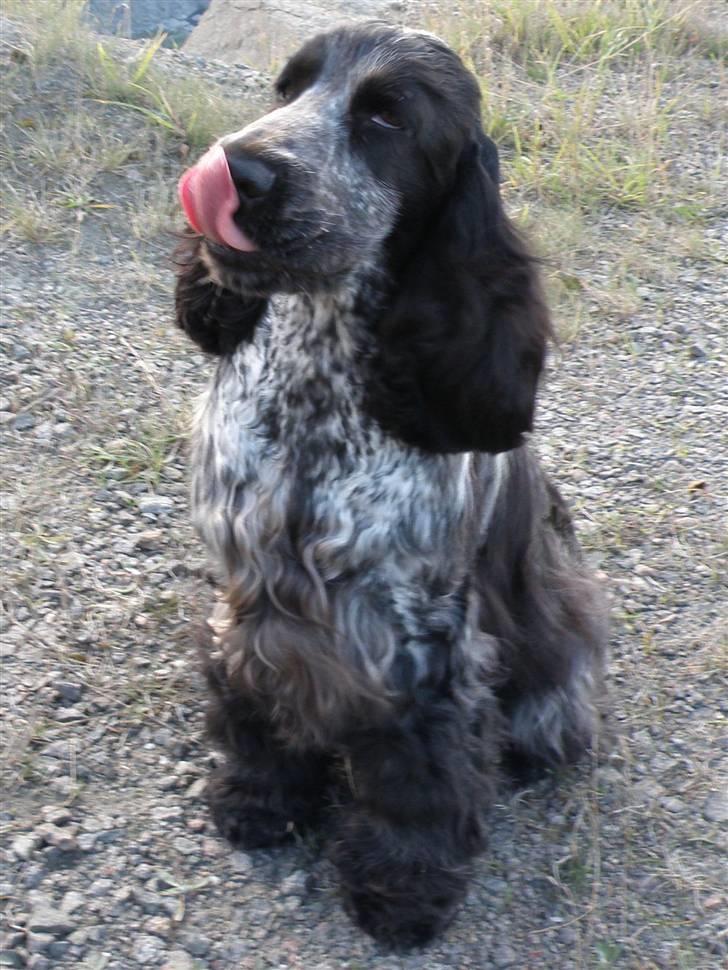 Cocker spaniel Dylan-Dan-L's Black Money - Ferie på bornholm. billede 9