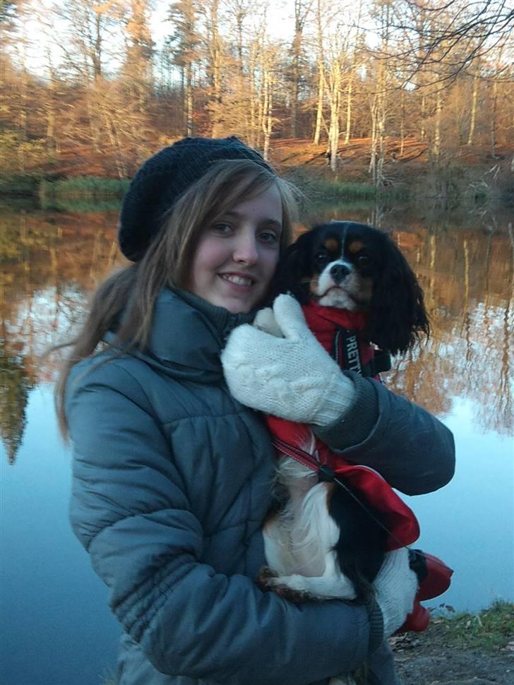 Cavalier king charles spaniel Tilde - Mig og moster Caroline billede 13