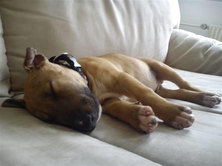 Bullterrier Harley ?hinmelhund? billede 4