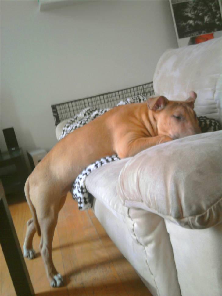 Bullterrier Harley ?hinmelhund? billede 5