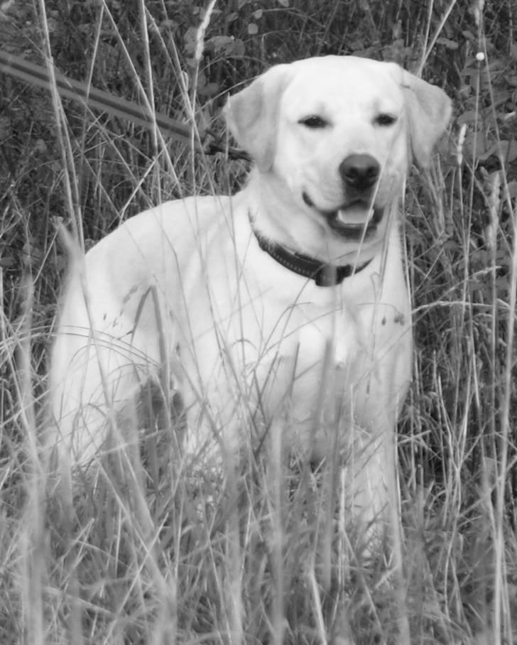 Labrador retriever Cille billede 10