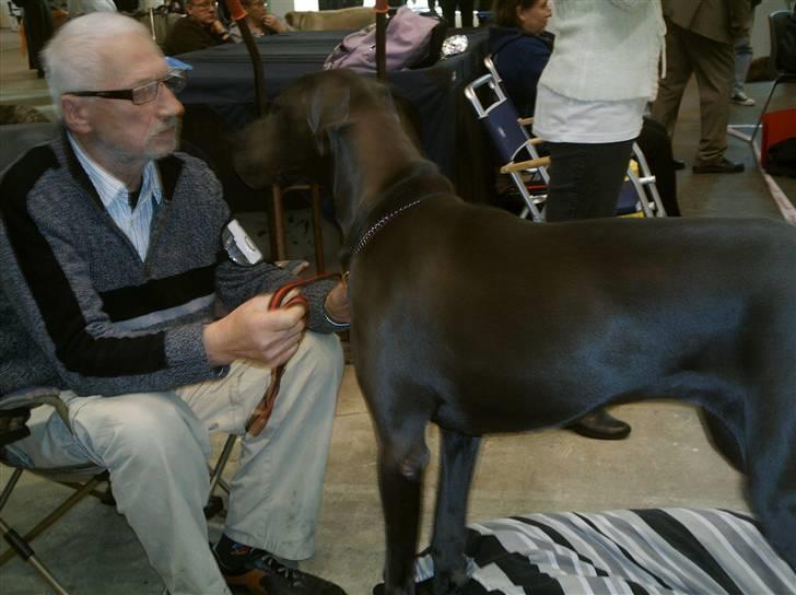 Grand danois Ninja  billede 11