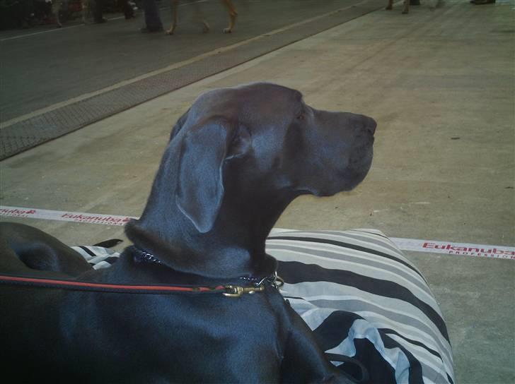 Grand danois Ninja  billede 12