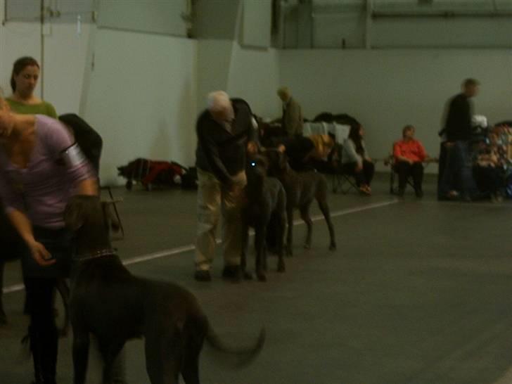 Grand danois Ninja  billede 13