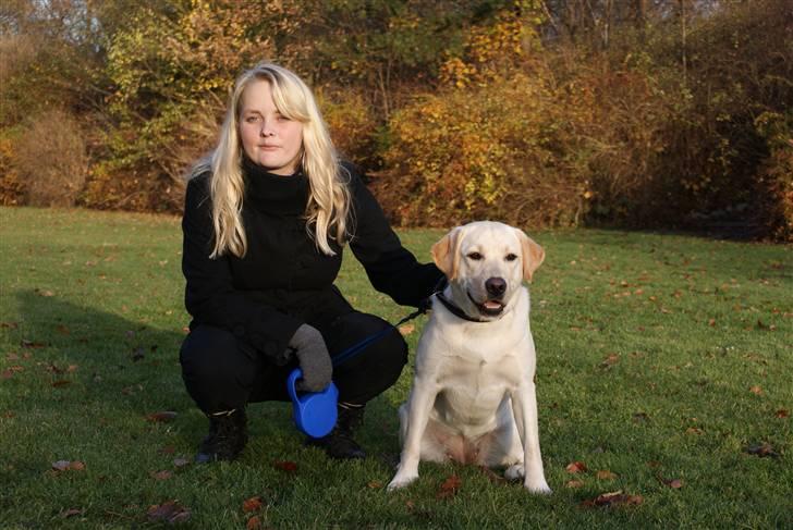 Labrador retriever Cille billede 11