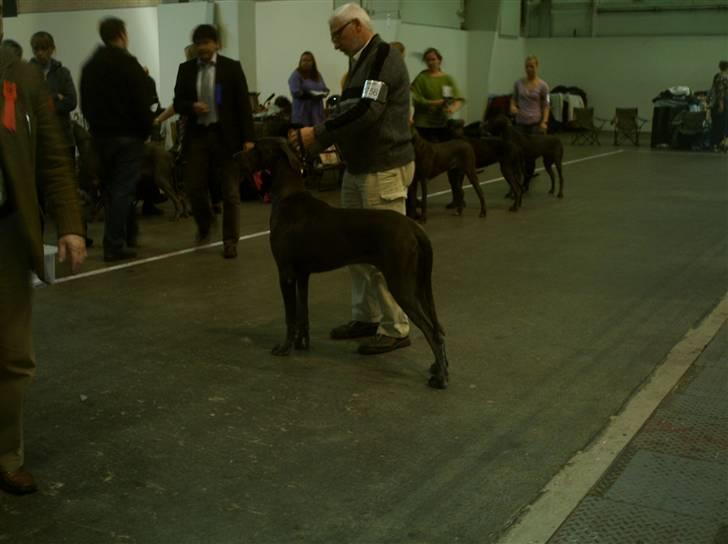 Grand danois Ninja  billede 14