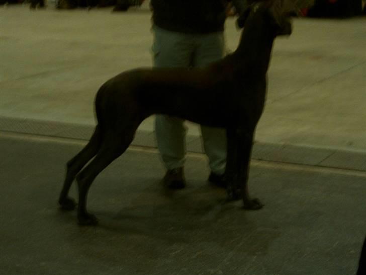 Grand danois Ninja  billede 15