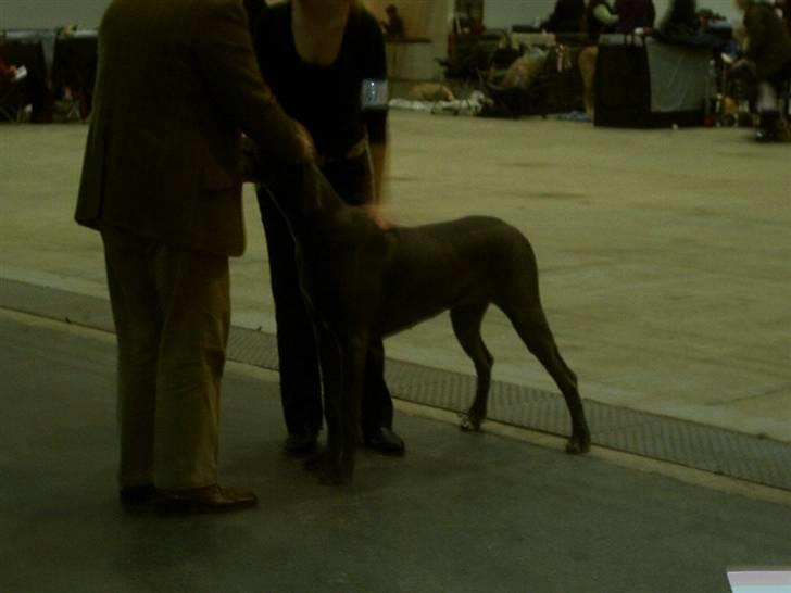 Grand danois Ninja  billede 16