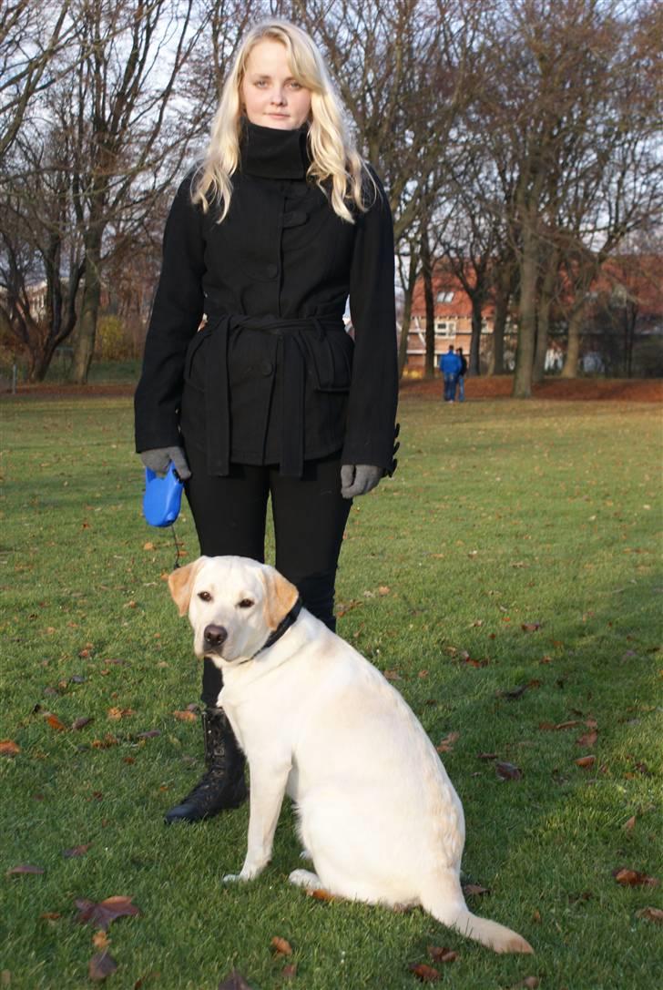 Labrador retriever Cille billede 12