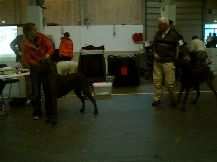 Grand danois Ninja  billede 17