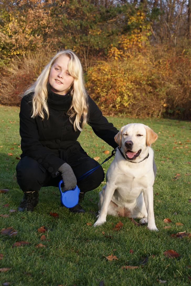 Labrador retriever Cille billede 13