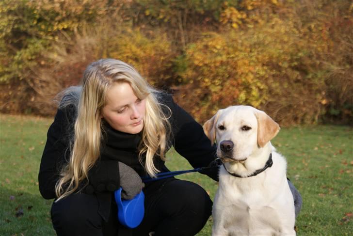 Labrador retriever Cille billede 14