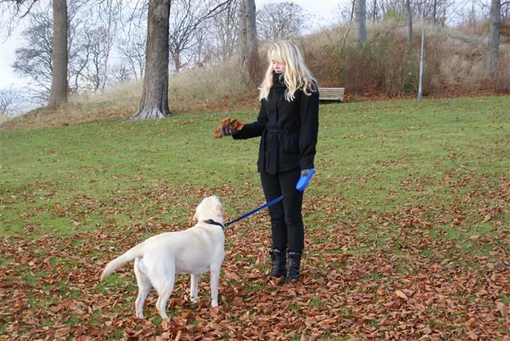 Labrador retriever Cille - Kast dem nu! billede 15