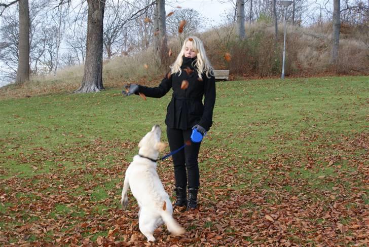 Labrador retriever Cille - Jaa! Blade! billede 16