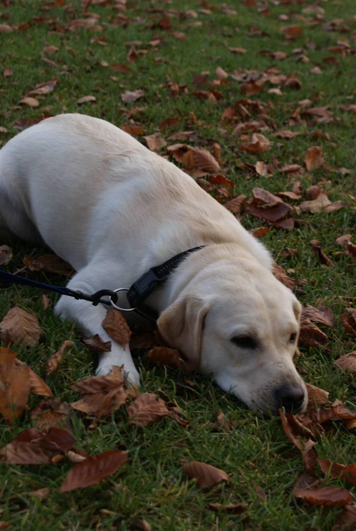 Labrador retriever Cille - Cille er lidt træt efter turen, men ikke meget ;) billede 17