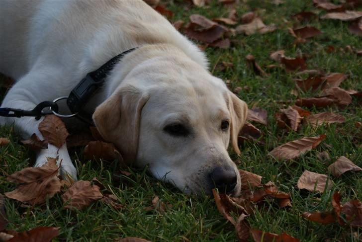 Labrador retriever Cille billede 18