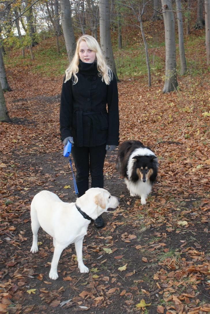 Labrador retriever Cille billede 19