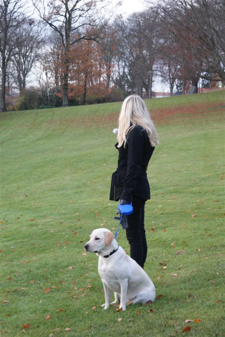 Labrador retriever Cille billede 20