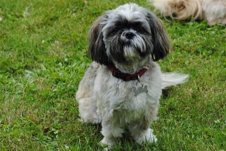 Shih tzu Taybes Faust  billede 11