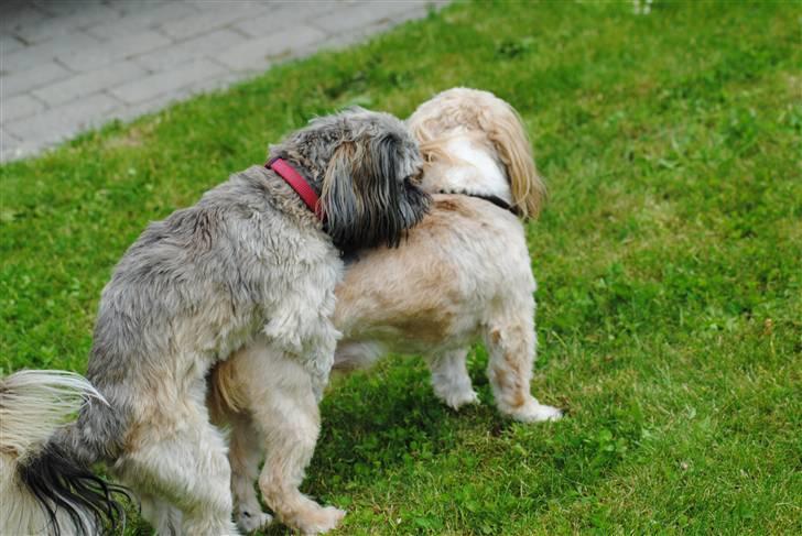 Shih tzu Taybes Faust  - Fjollede brødre :0) billede 12