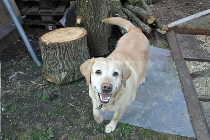 Labrador retriever Sally billede 1