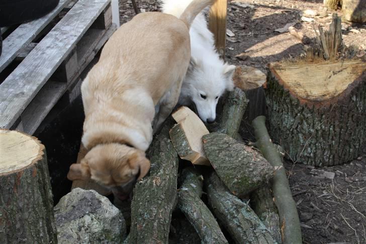 Labrador retriever Sally billede 2