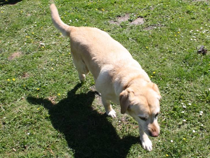 Labrador retriever Sally billede 3