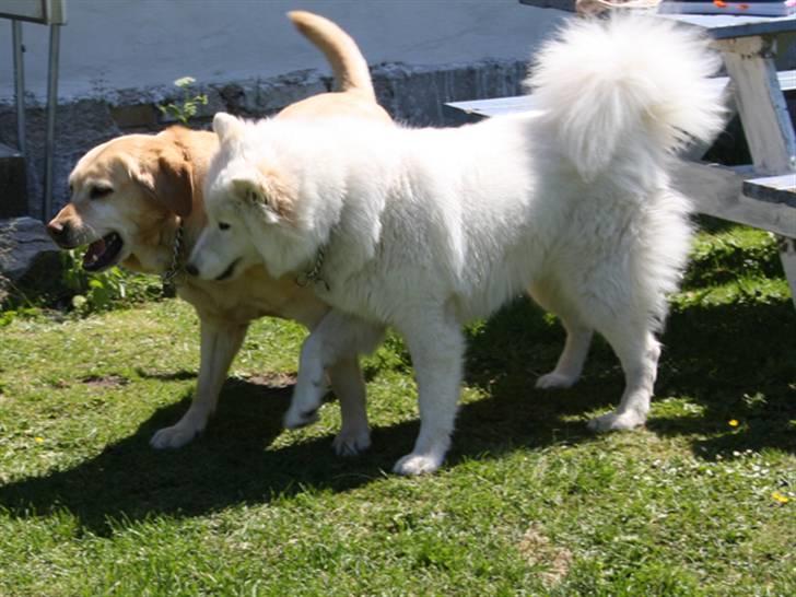 Labrador retriever Sally billede 4