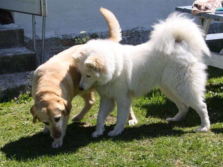 Labrador retriever Sally billede 5
