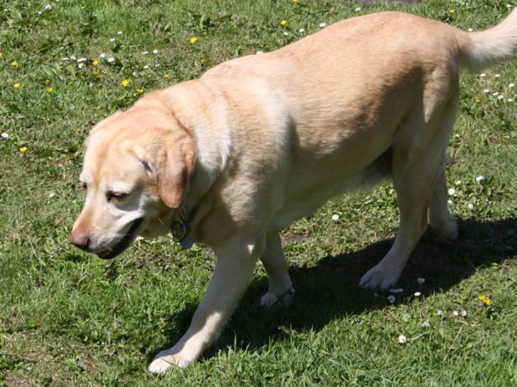Labrador retriever Sally billede 6