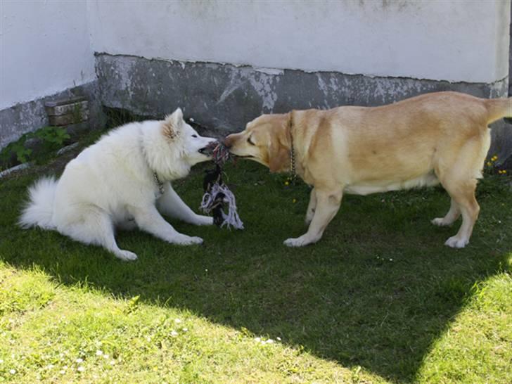 Labrador retriever Sally billede 8