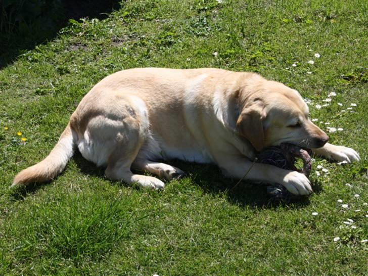 Labrador retriever Sally billede 9