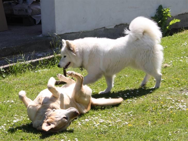 Labrador retriever Sally billede 10