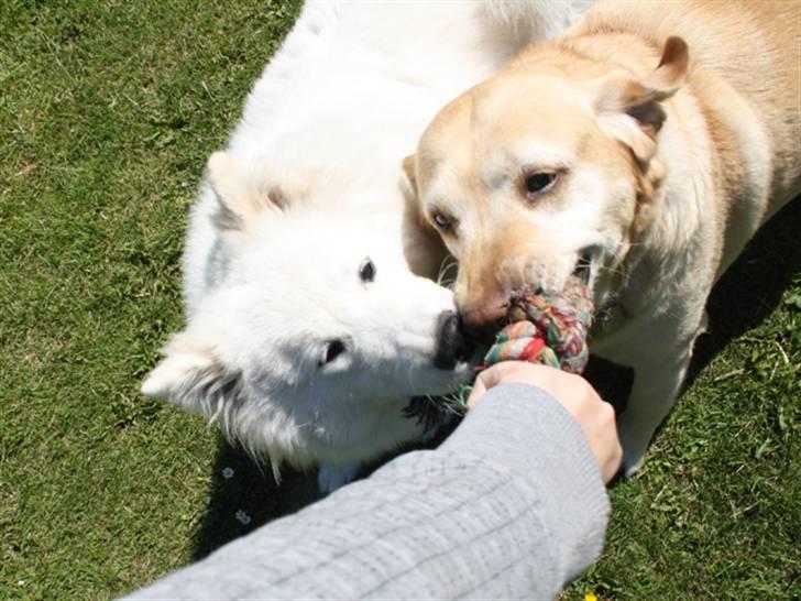 Labrador retriever Sally billede 11