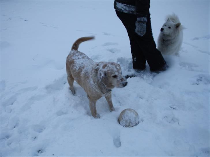 Labrador retriever Sally billede 13
