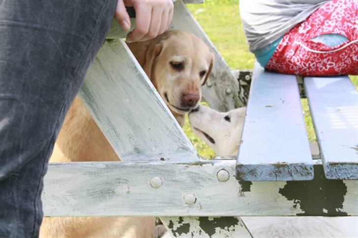 Labrador retriever Sally billede 14