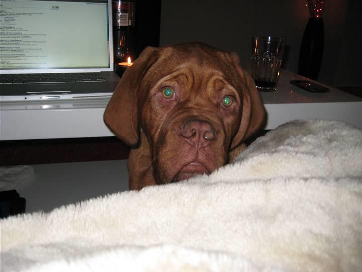 Dogue de bordeaux doguehills faust R.I.P billede 2
