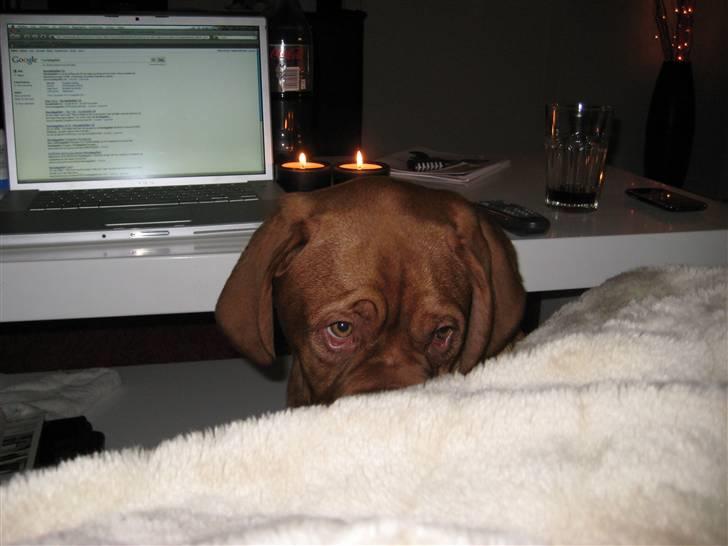 Dogue de bordeaux doguehills faust R.I.P billede 3