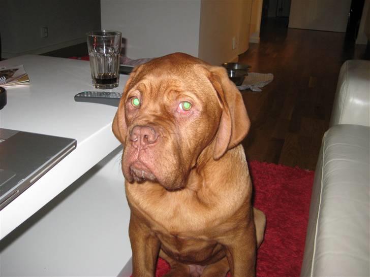 Dogue de bordeaux doguehills faust R.I.P billede 4