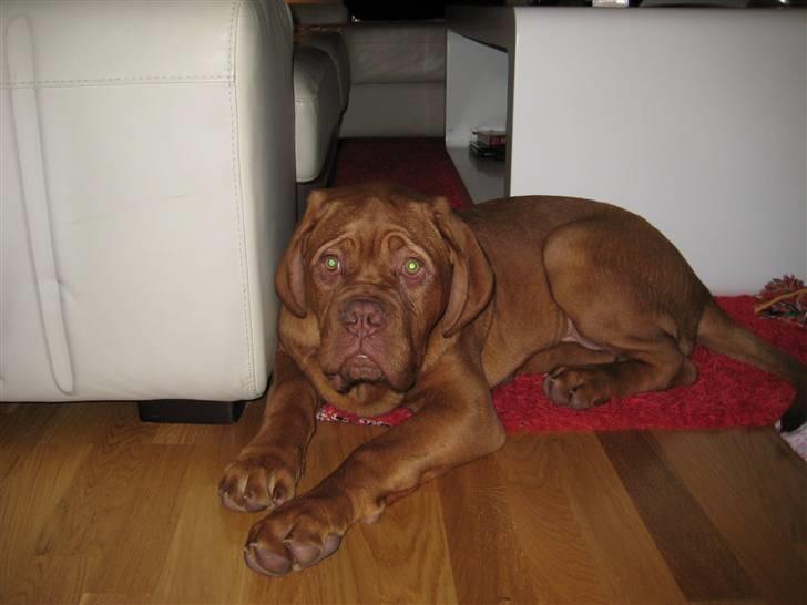 Dogue de bordeaux doguehills faust R.I.P billede 5
