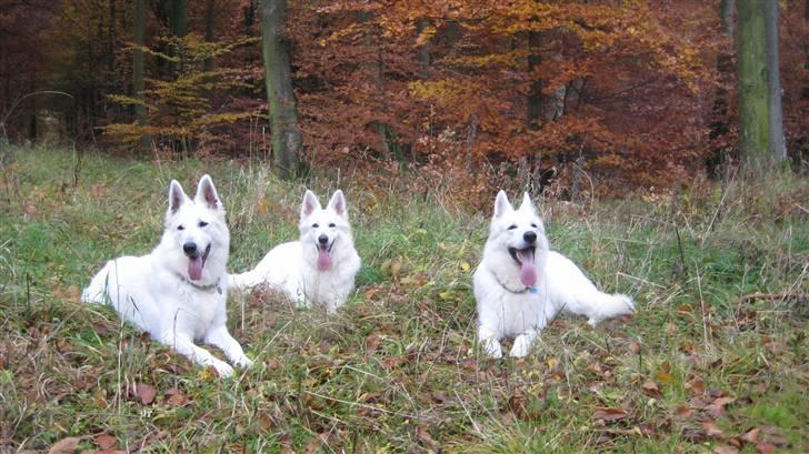 Hvid Schweizisk Hyrdehund Horsebo Vi2 billede 13