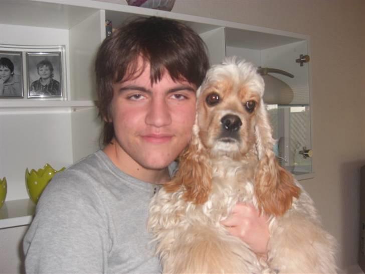 Amerikansk cocker spaniel Sille billede 12