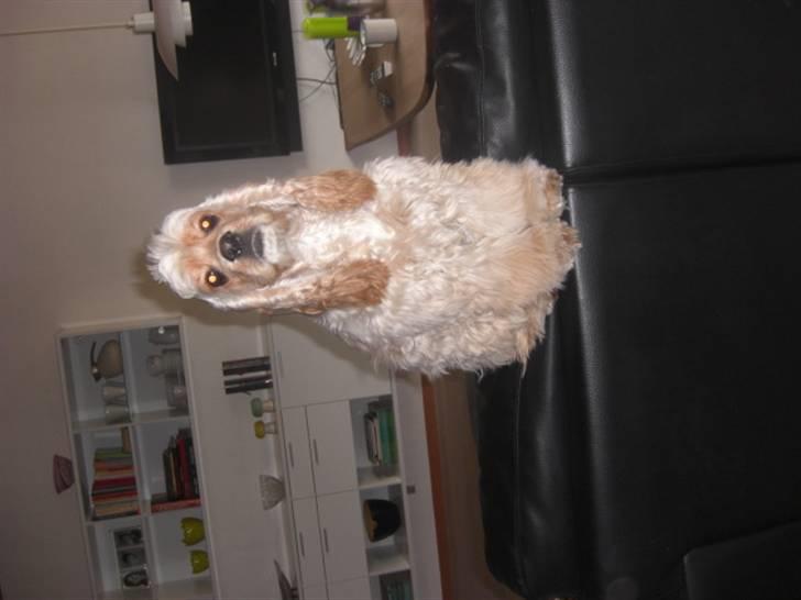 Amerikansk cocker spaniel Sille billede 13