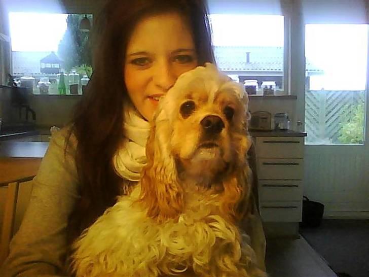 Amerikansk cocker spaniel Sille billede 14