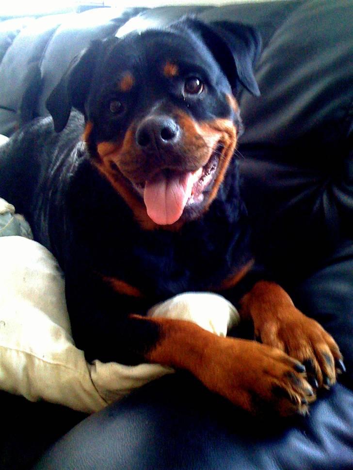 Rottweiler Amanda billede 1